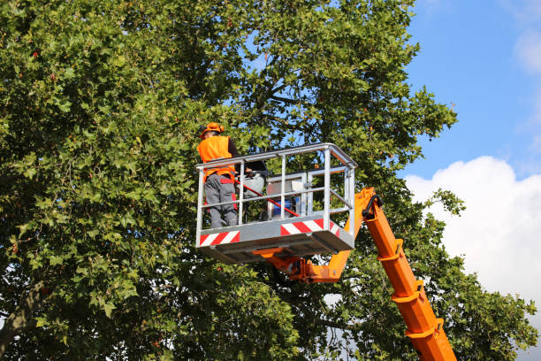 How Our Tree Care Process Works  in  Waterford, WI