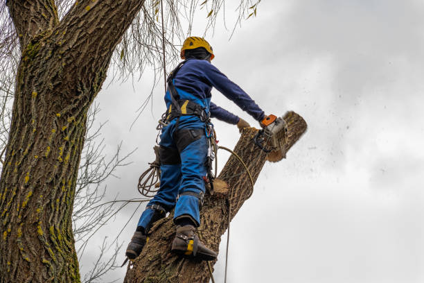 Reliable Waterford, WI Tree Removal Solutions