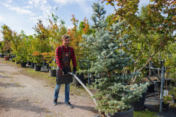 Tree and Shrub Care in Waterford, WI