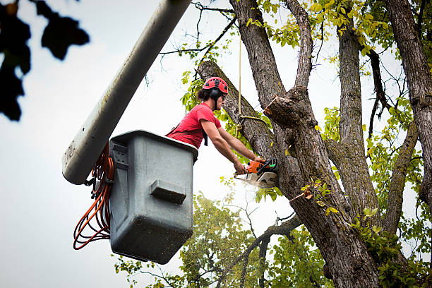 Best Landscape Design and Installation  in Waterford, WI
